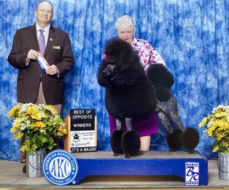 Louter creek hot sale poodles